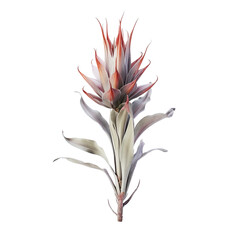 transparent backround Isolated Fox Tail Agave