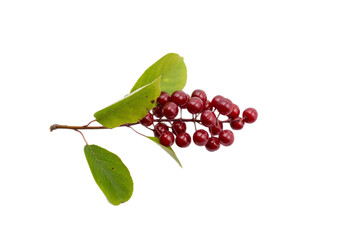 A branch with red fruits of Prunus virginiana isolated on white background.