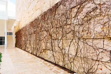 Modern Building Facade Covered by Creeping Vines in Fall