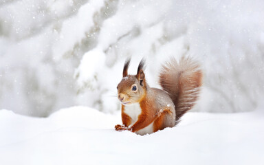 Red Squirrel in winter in snow