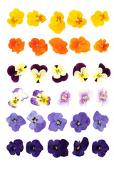 Pansy flowers varieties of mixed colors with flower heads on white background. Used in floral food decoration and natural alternative herbal medicine. Large collection.