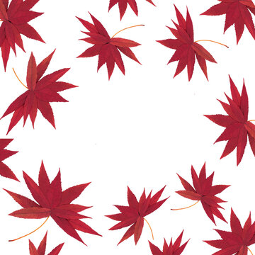 Autumn Fall falling red staghorn sumac leaves nature design on white background. Abstract vivid  autumn leaf color composition.  