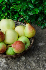 ripe juicy green apples and red-green pears in vine bowl on ground. GMO free