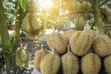 Fresh durian fruit with durian tree plantation blurred background. Durian plantation concept.