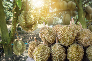 Naklejka na ściany i meble Fresh durian fruit with durian tree plantation blurred background. Durian plantation concept.