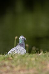 Pigeon perched atop a lush field of grass and wildflowers, enjoying the scenery