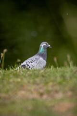 Pigeon perched atop a lush field of grass and wildflowers, enjoying the scenery