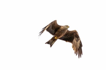 Kite (Milvus migrans) flying isolated on white background