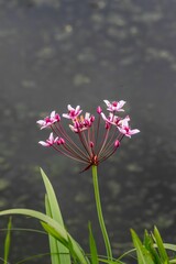 Vertical closeup of Flowering rush (Butomus umbellatus)