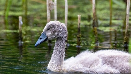 Trumpeter swan swimming on a pond in the daylight with a blurry background