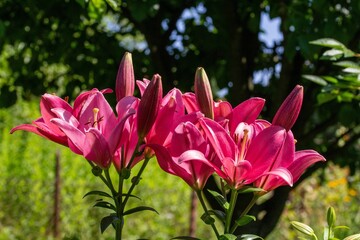 Beautiful outdoor scene featuring a vibrant array of pink lilies in a lush garden setting.