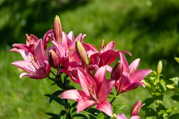 Vibrant array of pink lilies in a spring garden setting.