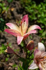 Closeup shot of Rosella's Dream lily blooming in the garden.