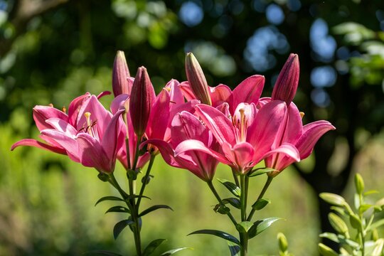 Vibrant array of pink lilies in a garden.