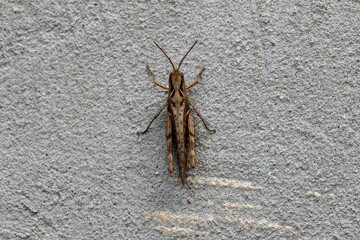 Closeup shot of an orthoptera perched on a grey concrete surface.