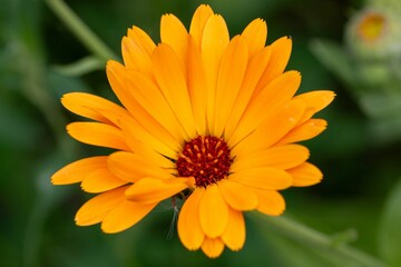 Stunning closeup shot of an orange flower in full bloom surrounded by lush green foliage.