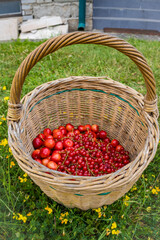 Fototapeta na wymiar A large wicker basket with ripe sweet cherries on the grass in the garden