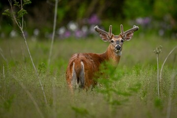 White-tailed deer stands in a meadow of lush greenery.