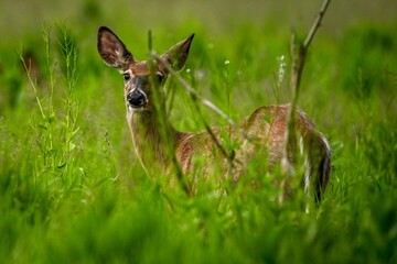 White-tailed deer stands in a meadow of lush greenery.