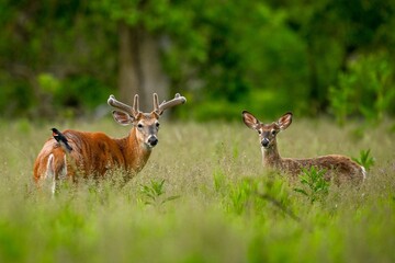 White-tailed deer standing in a meadow of lush greenery.