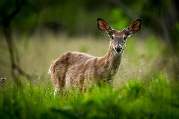 White-tailed deer stands in a meadow of lush greenery.
