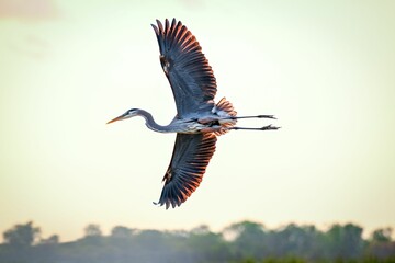 Great blue heron soaring in the sky.
