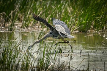 Great blue heron in a body of water.