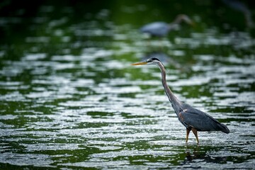 Great blue heron in a body of water.