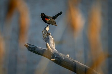 Red-winged blackbird perched on a bare branch, with tall reeds swaying in the background