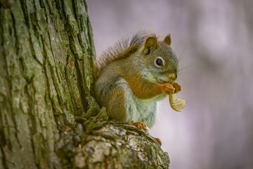 Closeup shot of a red squirrel with food in its paws on a tree