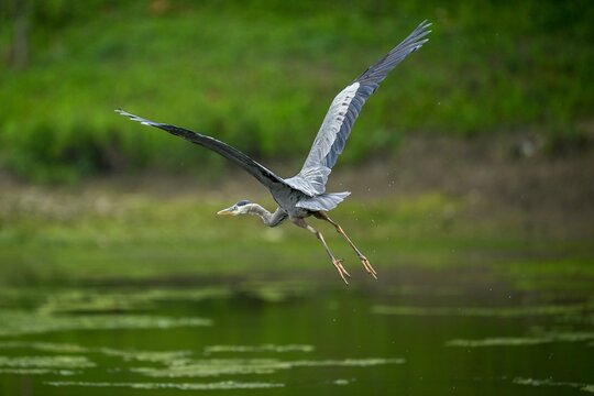 Selective focus shot of a gray heron flying over a dirty green pond