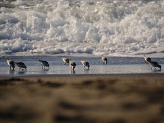 Closeup shot of sanderling birds at the coast of an ocean
