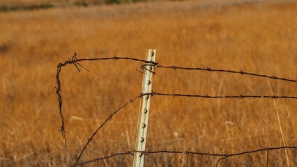 Closeup of barbed wires on a metal fence in a golden field