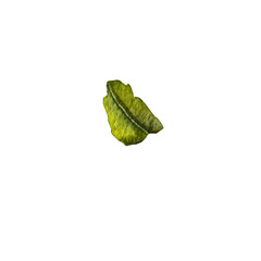 Naklejka premium lemon leaf