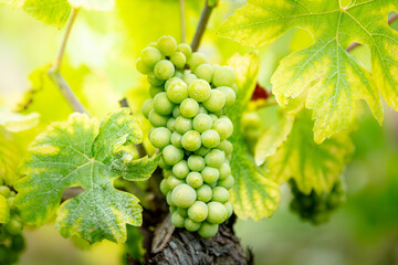 Alsace France, Vineyard with Pinot Gris grapes, excellent travel place, degustation of wines, Riesling, Pinot Noir.