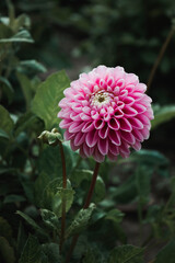 Pink and white fresh dahlia flower macro photo. Bright beautiful flower in the garden