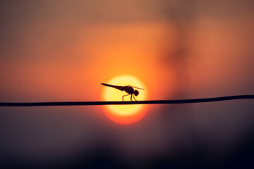 Fototapeta na wymiar Dragon fly close-up shot in the sun set time..