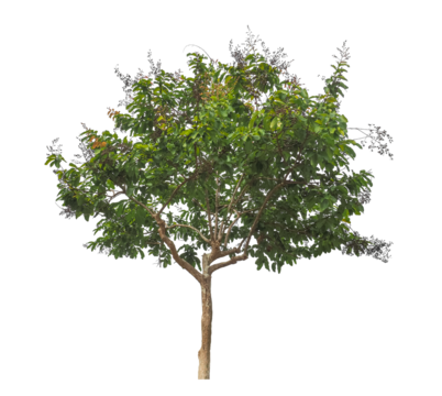 Green tree isolated on transparent background with clipping path.