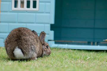brown rabbit stay on green grass near a pet house