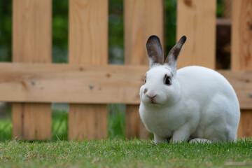 white rabbit standing on grass with wood fence background