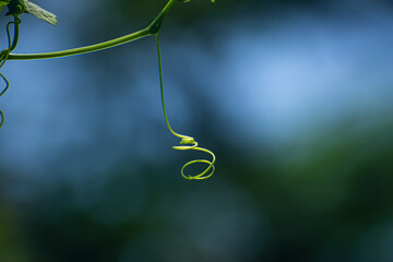 This is a tendril, a tendril is a specialized stem, leaves or petiole with a threadlike shape that is used by climbing plants for support.
