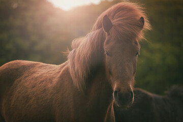 Danish horse in the golden light