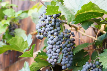 Fototapeta premium Cluster of black, or dark blue grapes, which are fruits of a plant called in Latin vitis vinifera, with some leaves on the background. Cutout of wine cultivation.