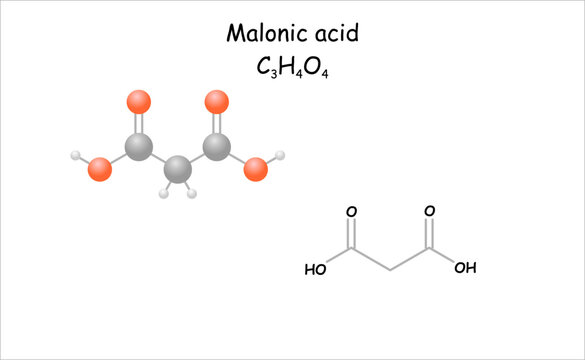 Malonic acid. Simplified molecule model/structural formula. 