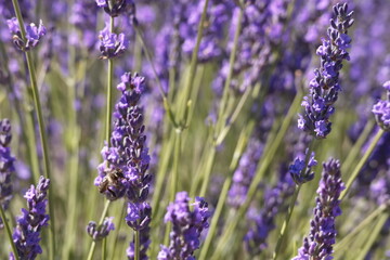 Landscape of beautiful lavender fields in the province of Murcia