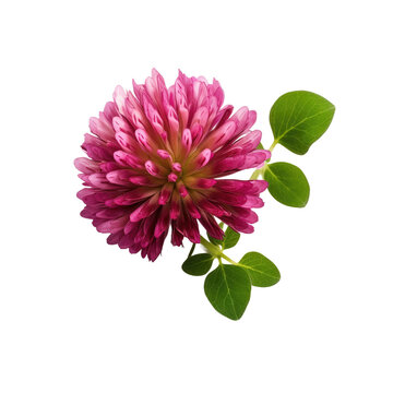 Red clover flower and transparent backround