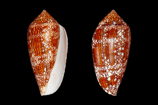 Textile cone, Cloth of gold cone (Cylinder/Conus textile) sea snail is the venomous sea snail that can kill human from tropical Indo-Pacific sea