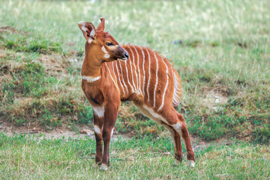 Eastern Bongo, Tragelaphus eurycerus isaaci, antelope