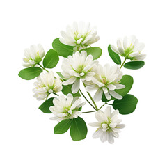 transparent backround, isolated clover blossoms.