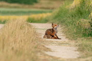 A young fox in search of food